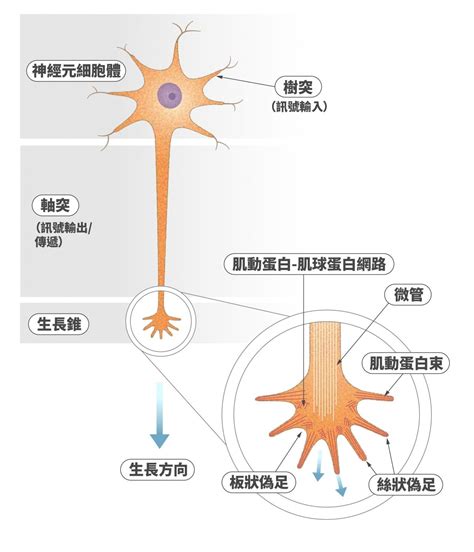 神經細胞形狀|神經細胞:神經細胞簡介,神經元,神經元的功能,神經纖維…